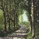 painting of a road bordereed by trees with dappled sunlight