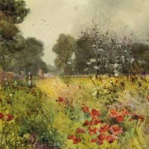 A field of poppies in Kilkenny
