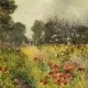 A field of poppies in Kilkenny