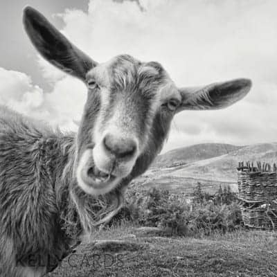 Black and white photogrpah of a goat looking directly at the camera