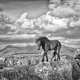 black and white photograph of a horse in Connemara with the twelve pins