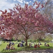 photograph of a cherry tree in full bloom in Stephen's Green Dublin