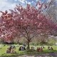 photograph of a cherry tree in full bloom in Stephen's Green Dublin