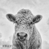 black and white photograph of a White Bull with a ring through his nose