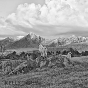 black and white photograph of Sheep in the Ring of Kerry