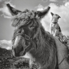black and white photograph of a donkey saddled with turf carrying baskets with a small dog on his back