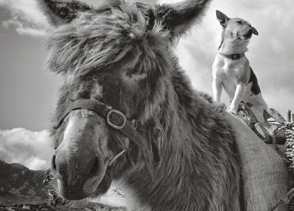 black and white photograph of a donkey saddled with turf carrying baskets with a small dog on his back