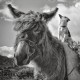 black and white photograph of a donkey saddled with turf carrying baskets with a small dog on his back