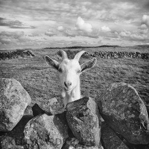 black and white photograph of a goats head appearing over a stone wall in the West of Ireland