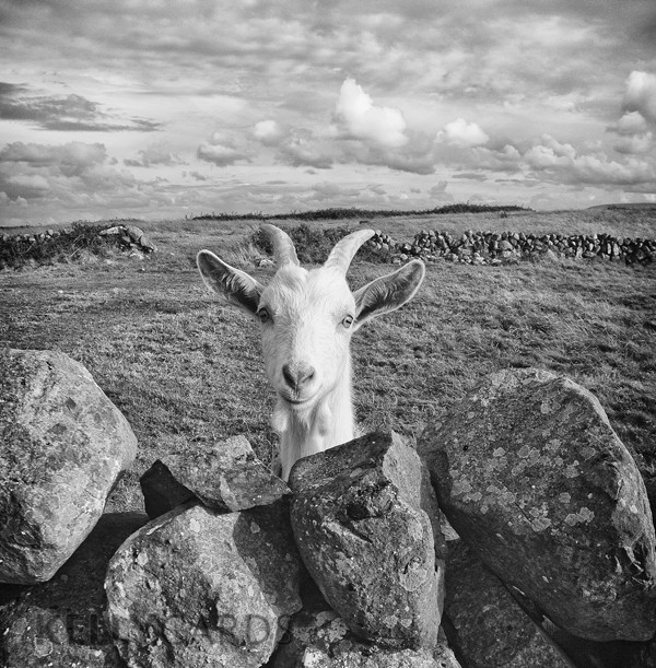 black and white photograph of a goats head appearing over a stone wall in the West of Ireland