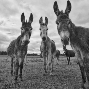 Black and White photograph of a group of donkeys on the wild Atlantic way
