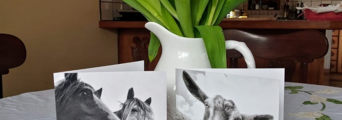 two black and white greeting cards and a jug of tulips