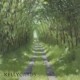 A green lane with grass growing in the middle